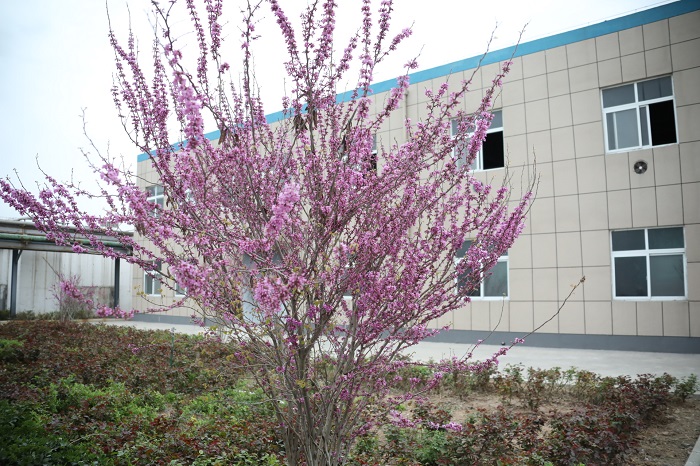 鲁泰化学散文：莫负眼前美景花期，奋进正当其实 (2).JPG